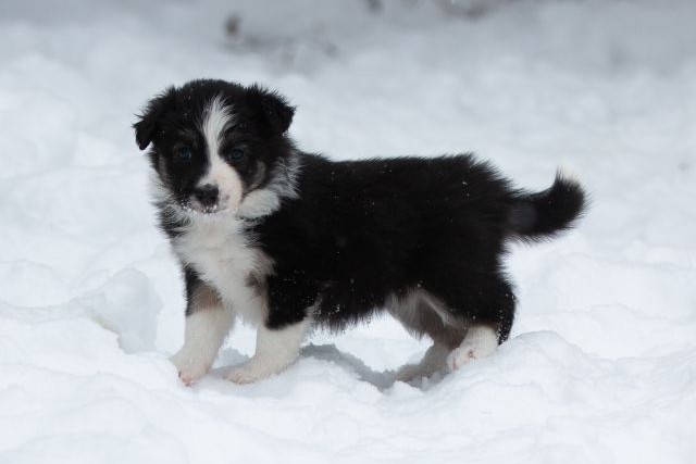 Nova