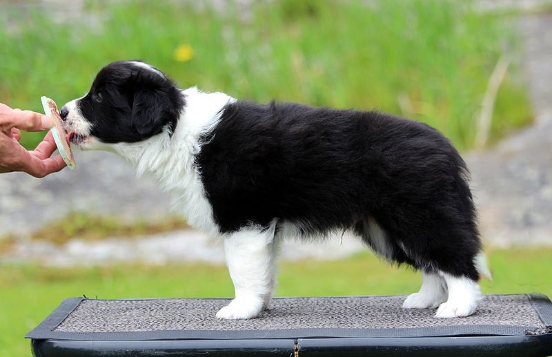 Ruska