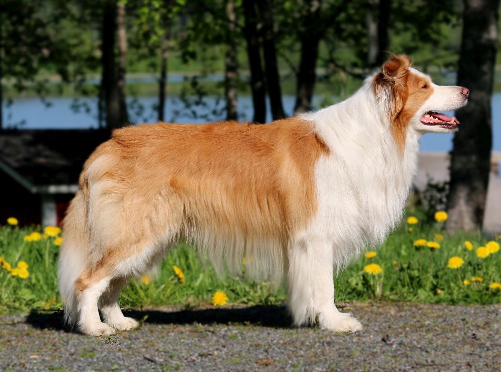 Laiko