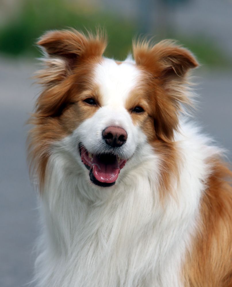 Laiko