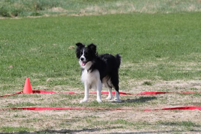 Ronja