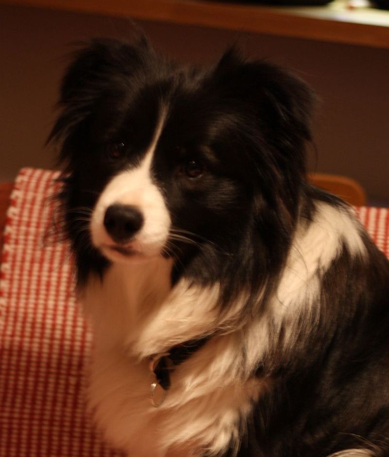 Tuittu